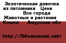 Экзотическая девочка из питомника › Цена ­ 25 000 - Все города Животные и растения » Кошки   . Амурская обл.